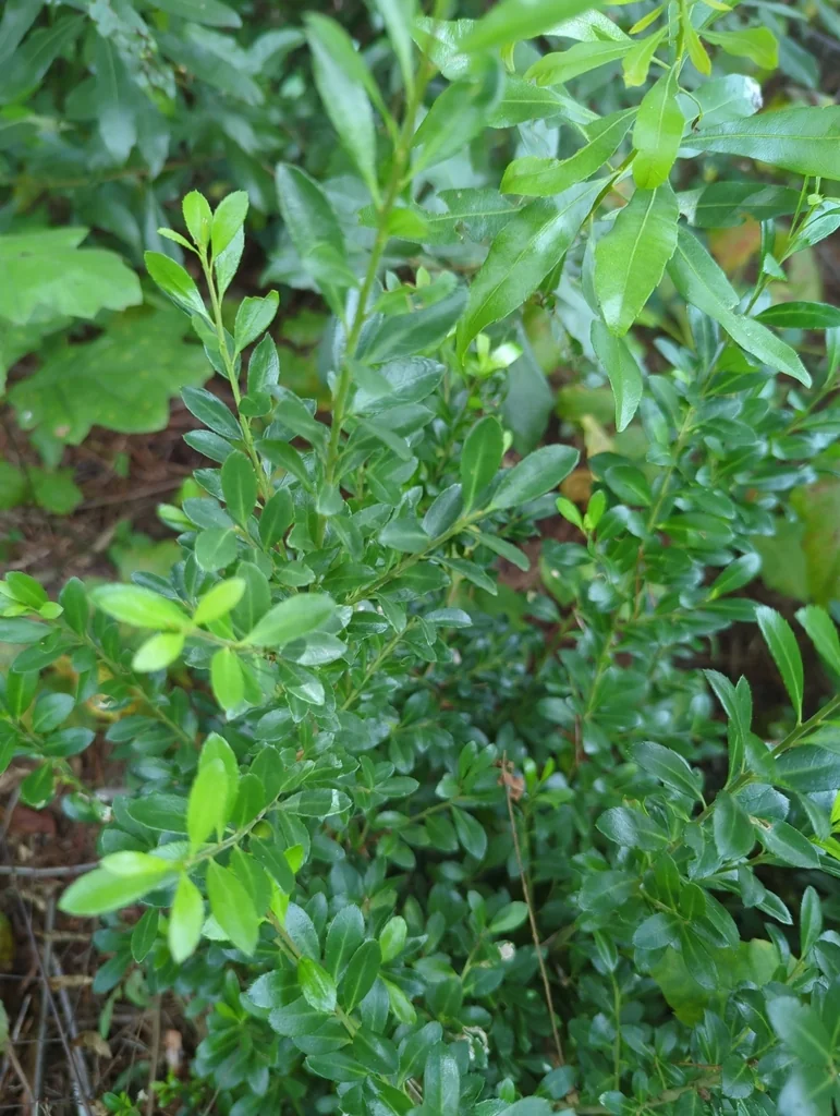 Ilex crenata