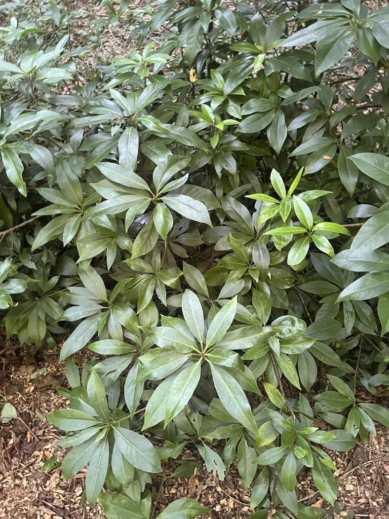 Illicium Floridanum