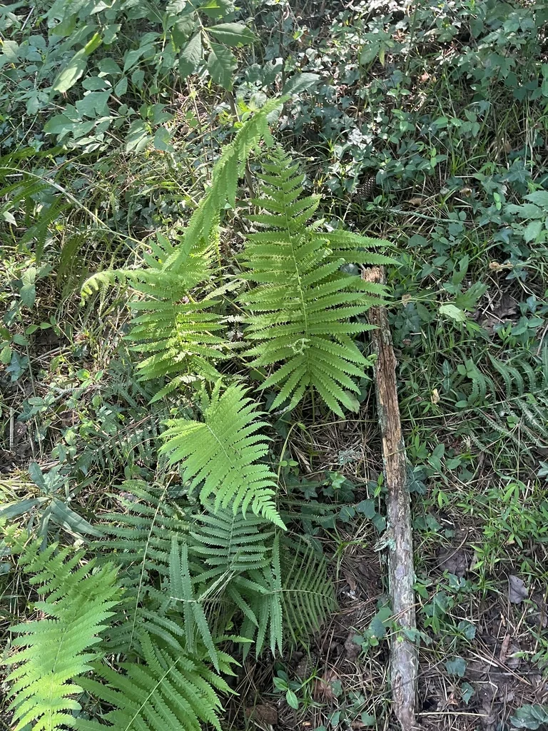 Thelypteris Normalis