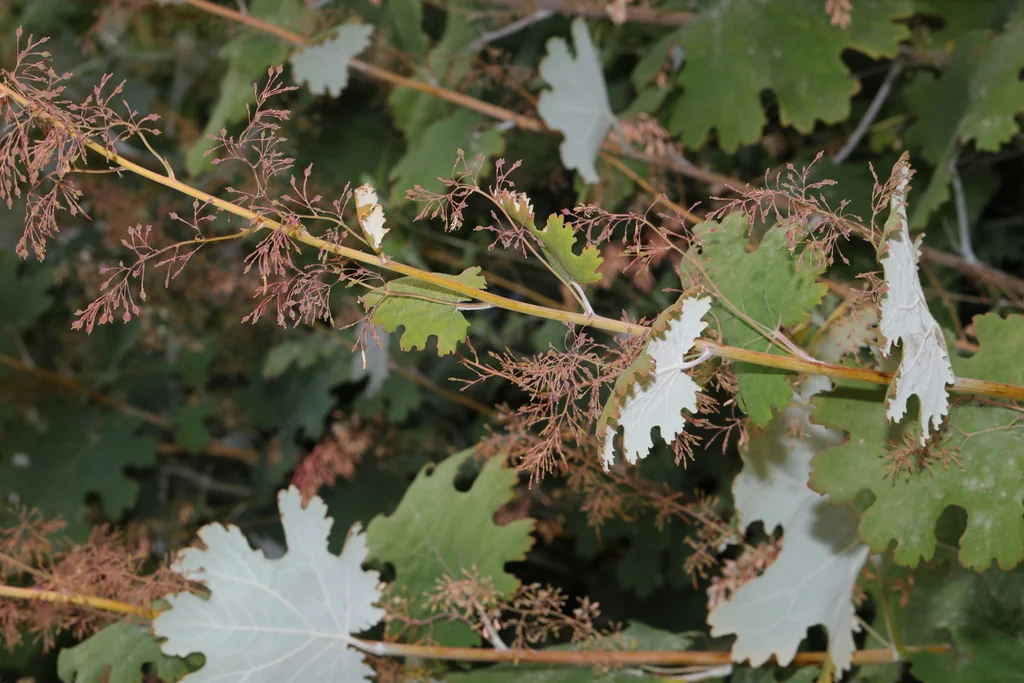 Macleaya Cordata
