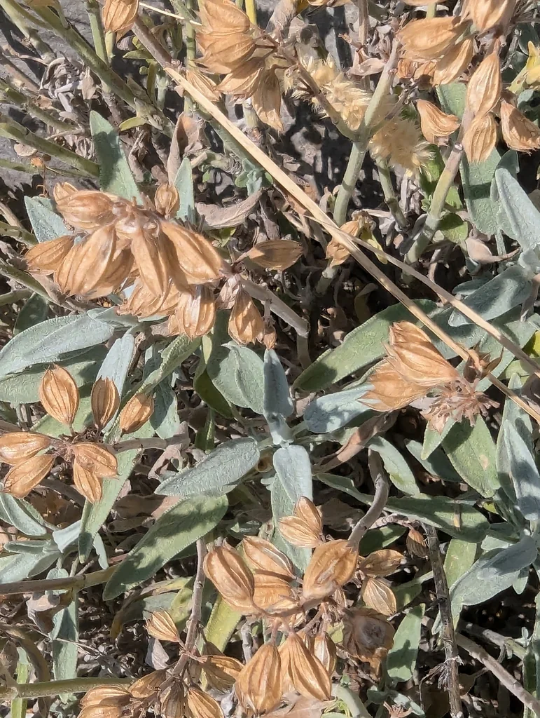 Salvia Officinalis