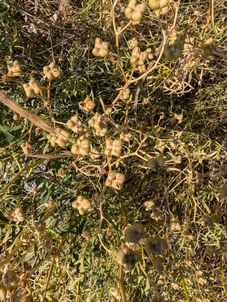 Ruta Graveolens