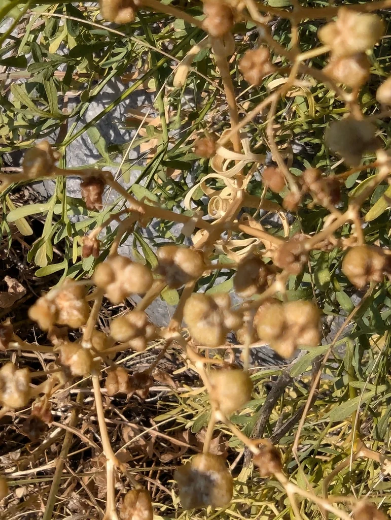Ruta Graveolens
