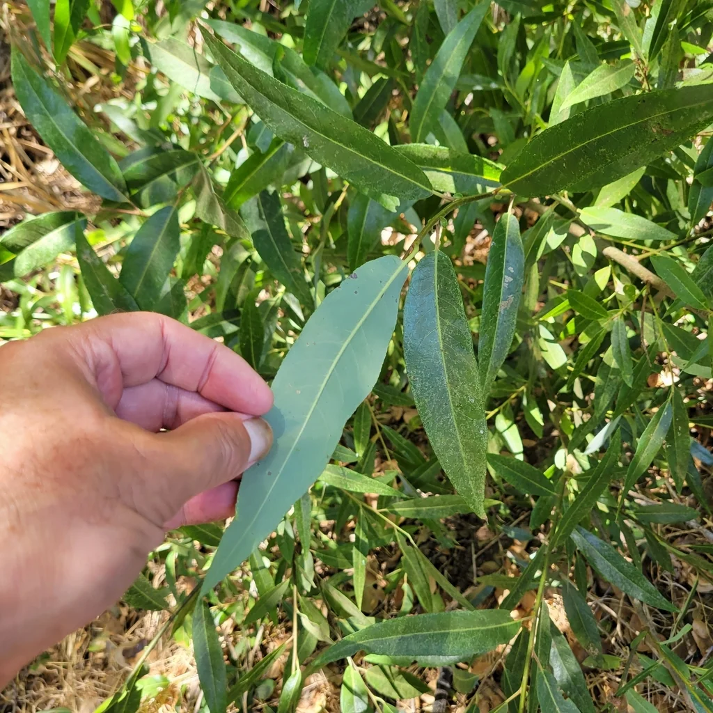Salix Laevigata
