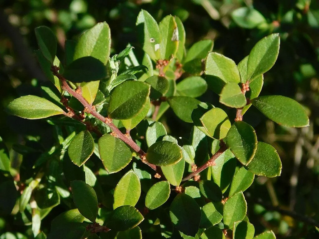 Myrsine Africana
