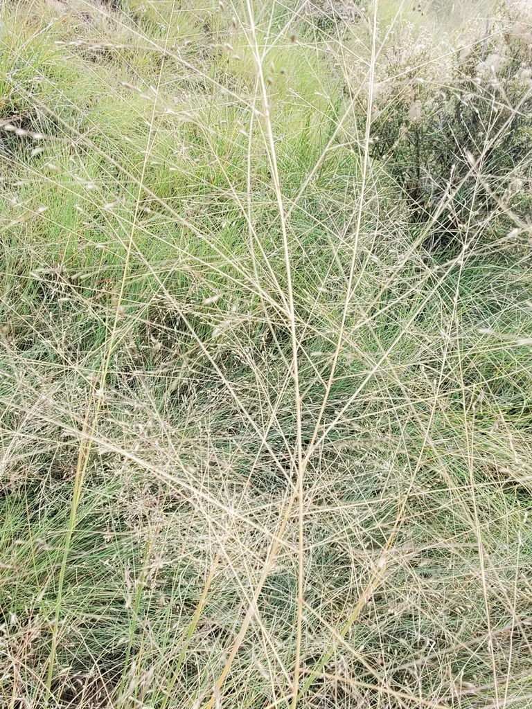 Sporobolus Airoides