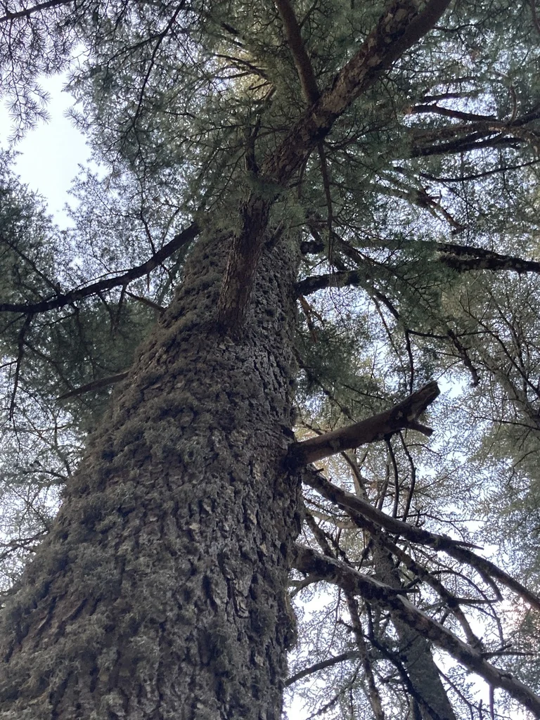 Cedrus Libani