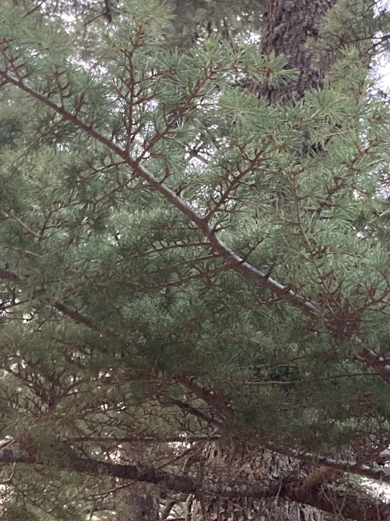 Cedrus Libani