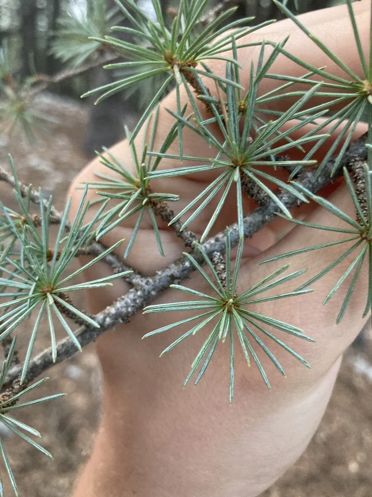 Cedrus Libani