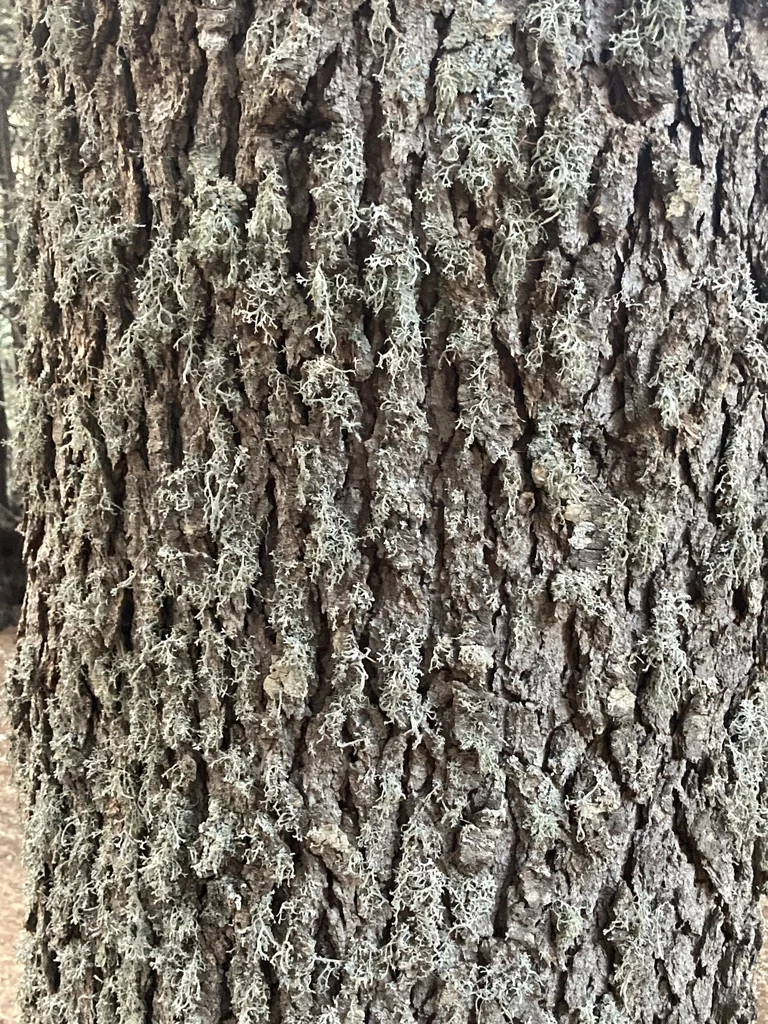 Cedrus Libani