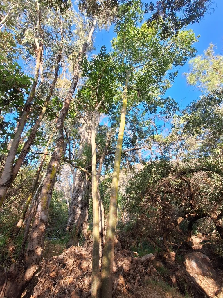 Fraxinus Uhdei