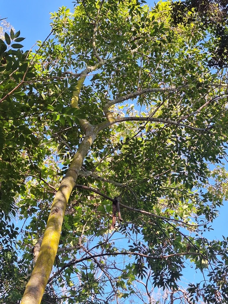 Fraxinus Uhdei