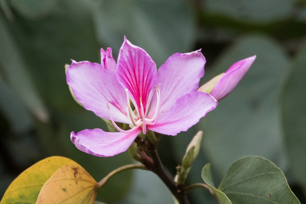 Bauhinia Variegata