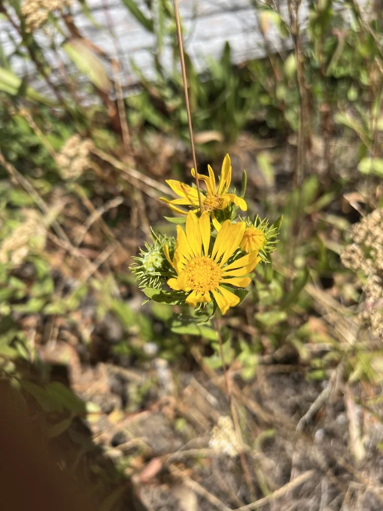 Grindelia Integrifolia