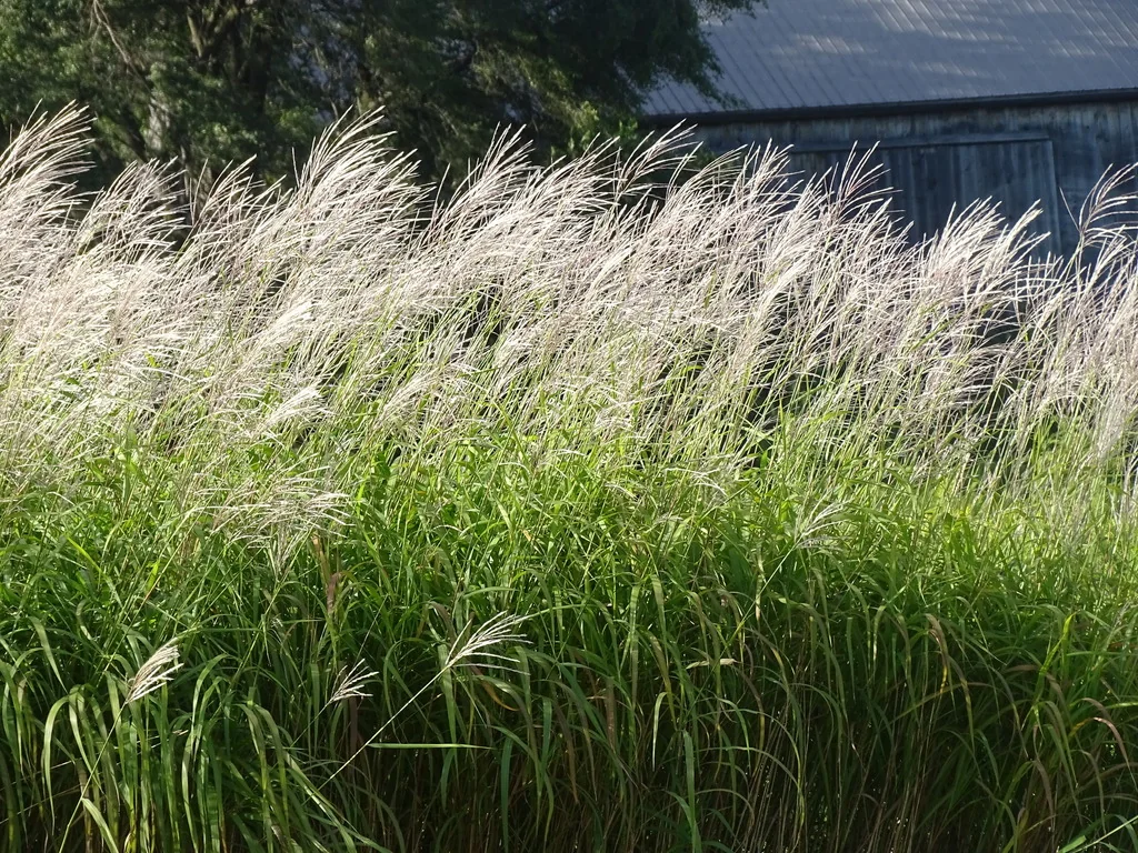 Miscanthus Sacchariflorus