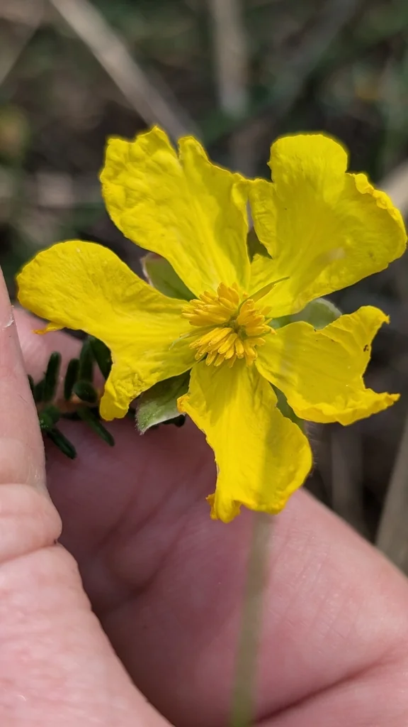 Hibbertia Vestita