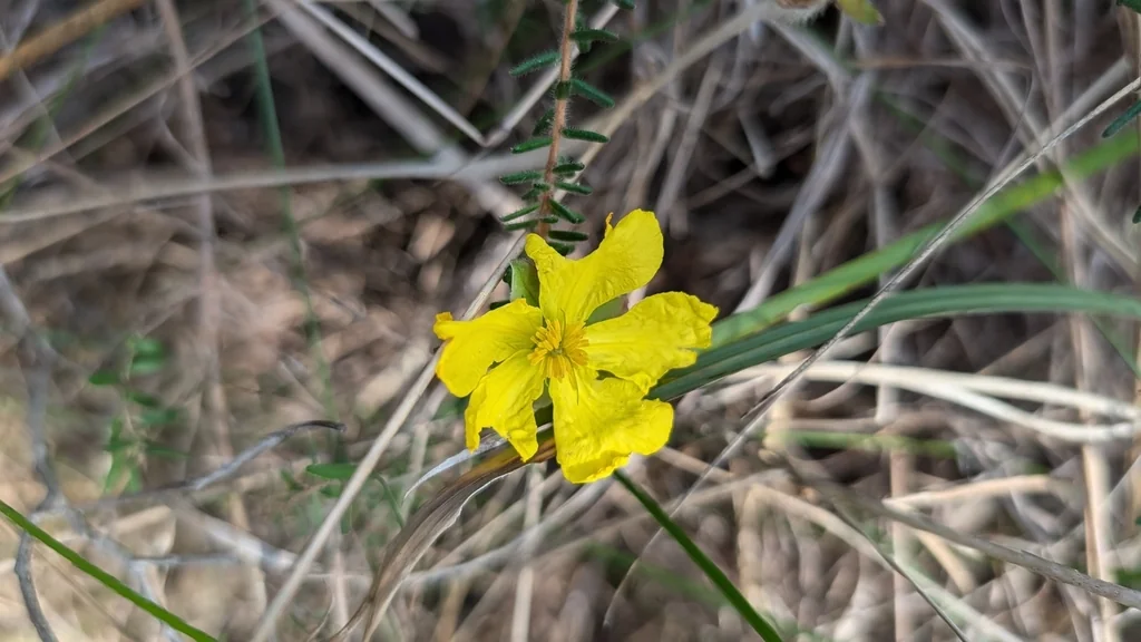 Hibbertia Vestita