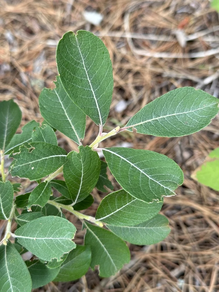 Salix Scouleriana