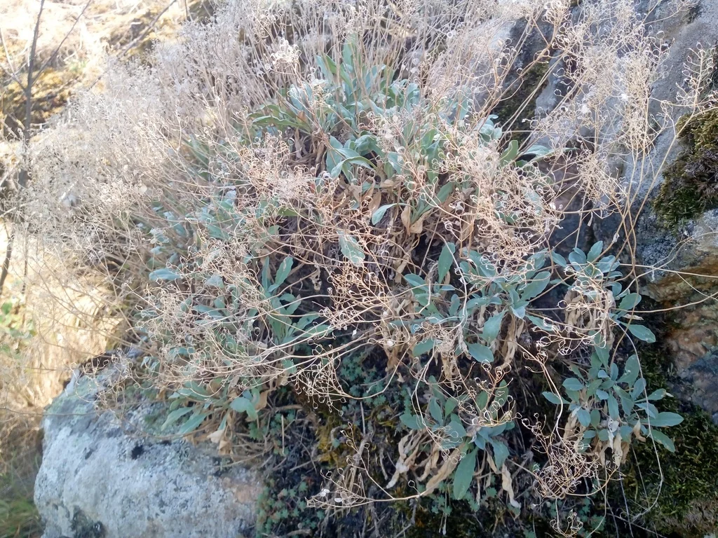 Aurinia Saxatilis