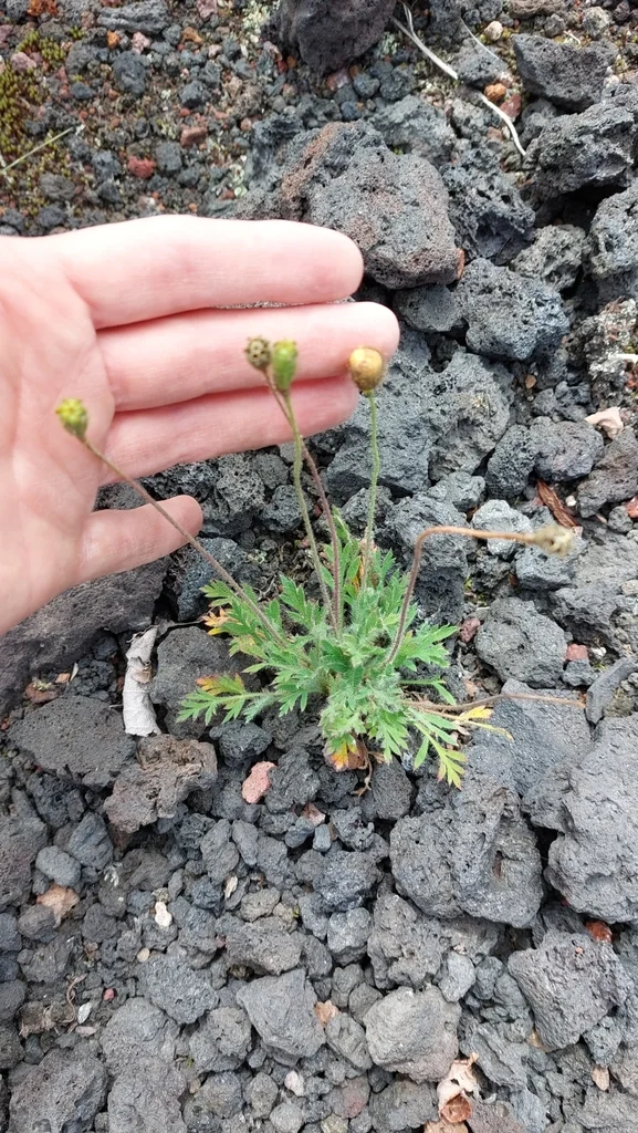 Papaver Nudicaule