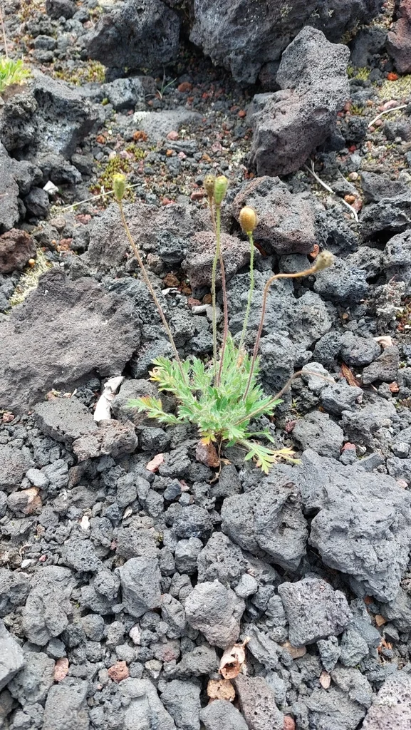 Papaver Nudicaule