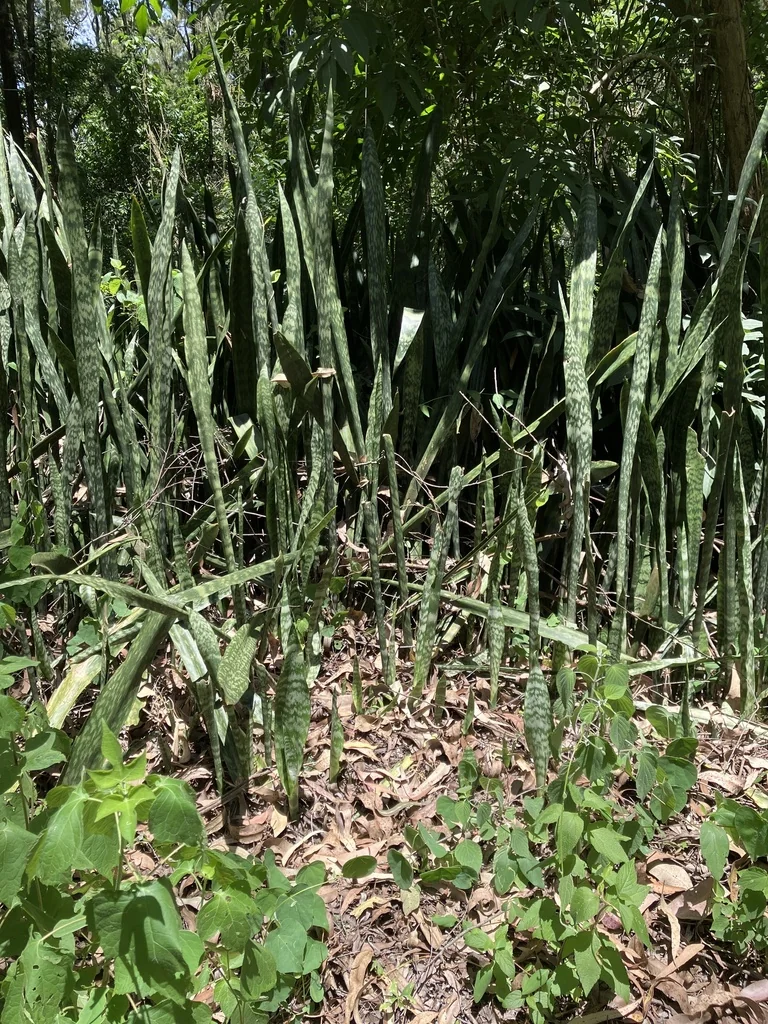 Sansevieria Trifasciata