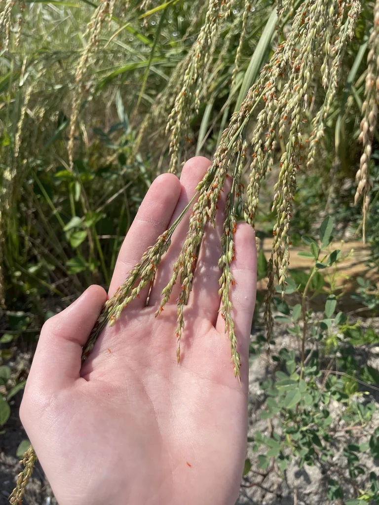 Panicum Amarum