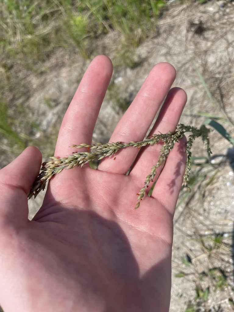 Panicum Amarum