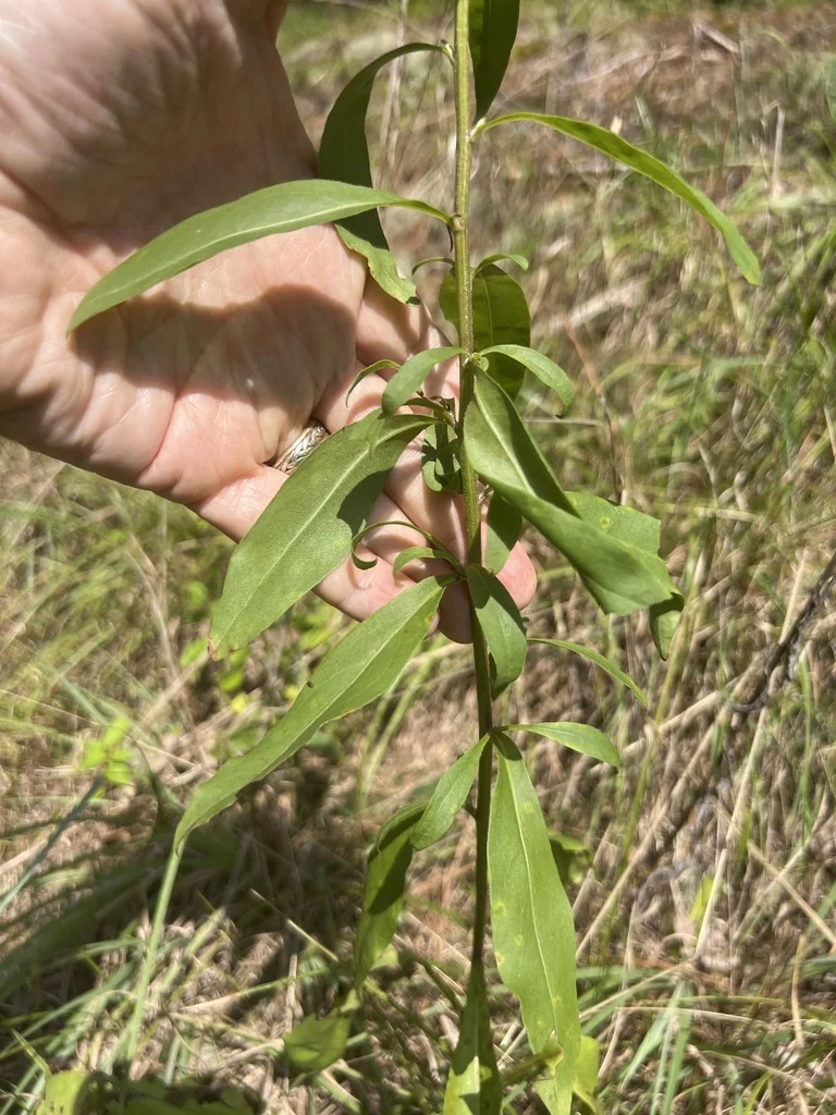 Solidago Speciosa