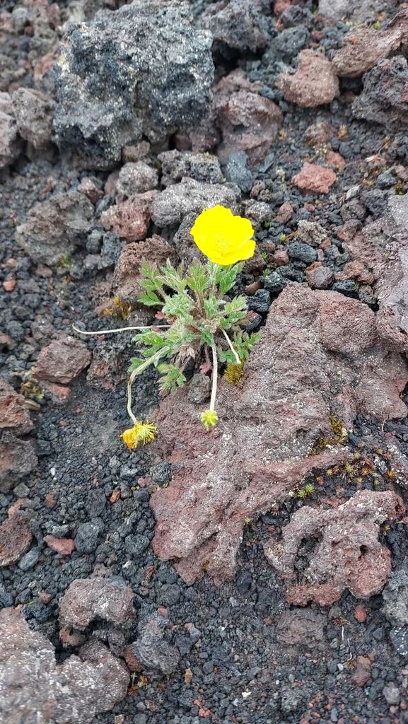 Papaver Nudicaule