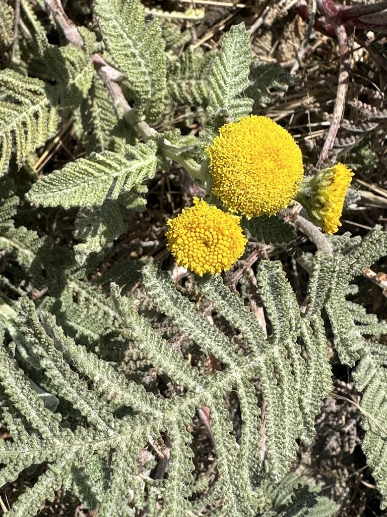 Tanacetum Camphoratum