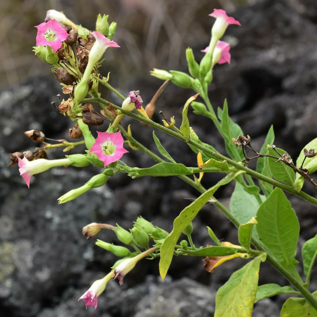 Nicotiana Tabacum