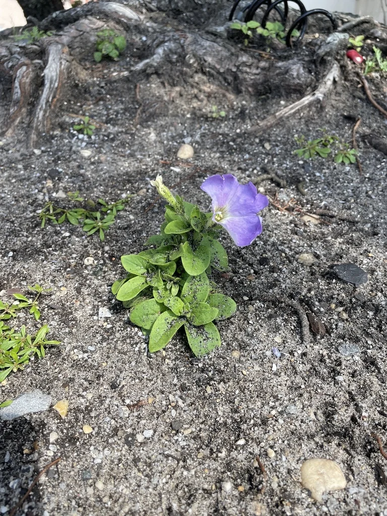 Petunia X Hybrida