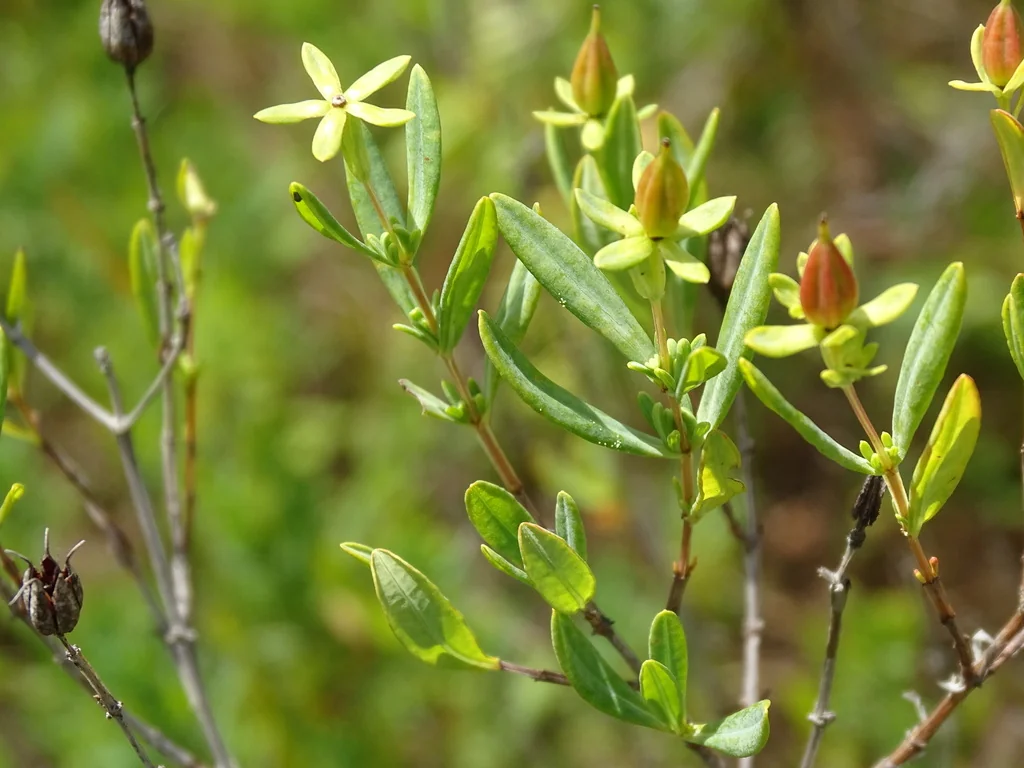Hypericum Kalmianum
