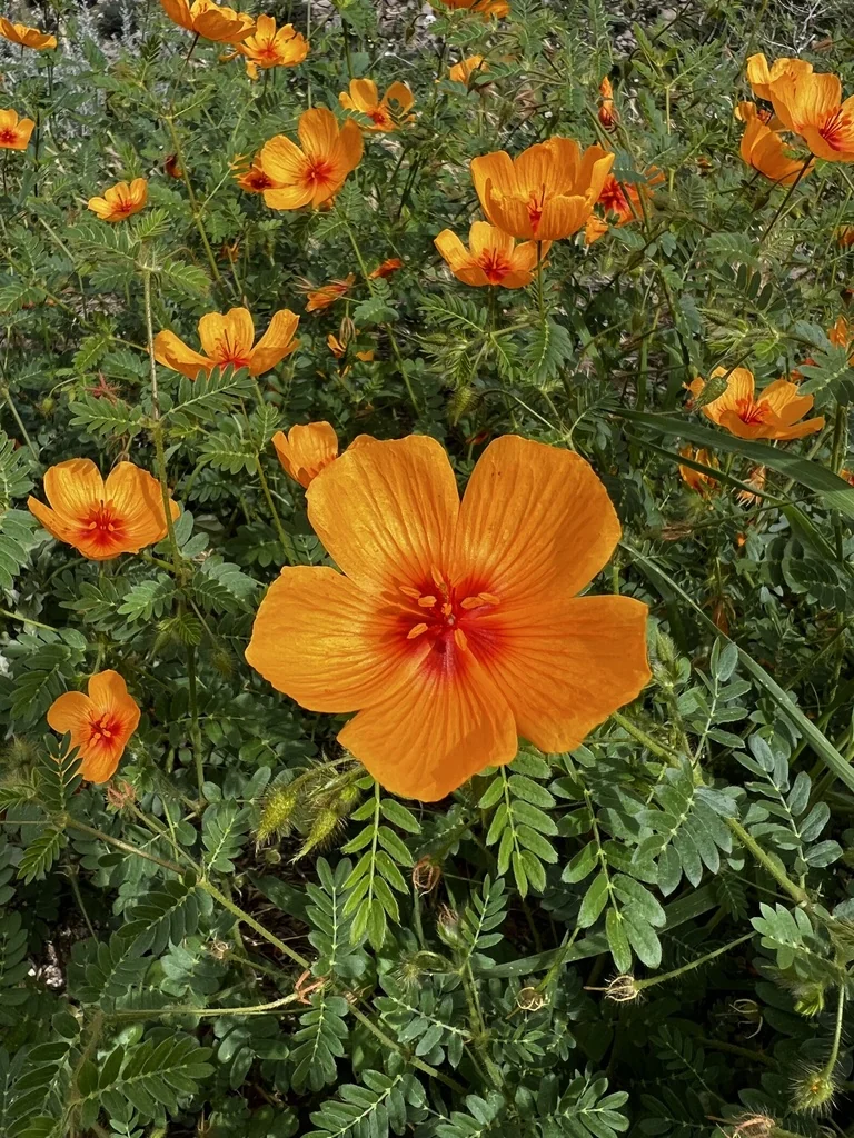 Kallstroemia Grandiflora