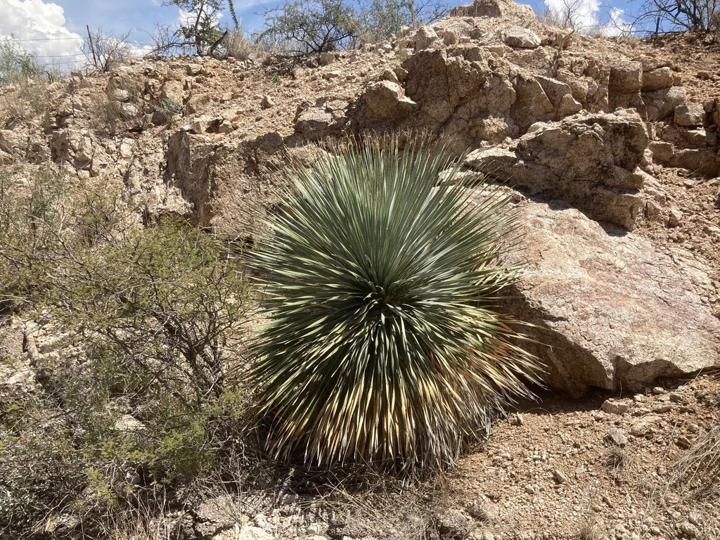 Dasylirion Wheeleri