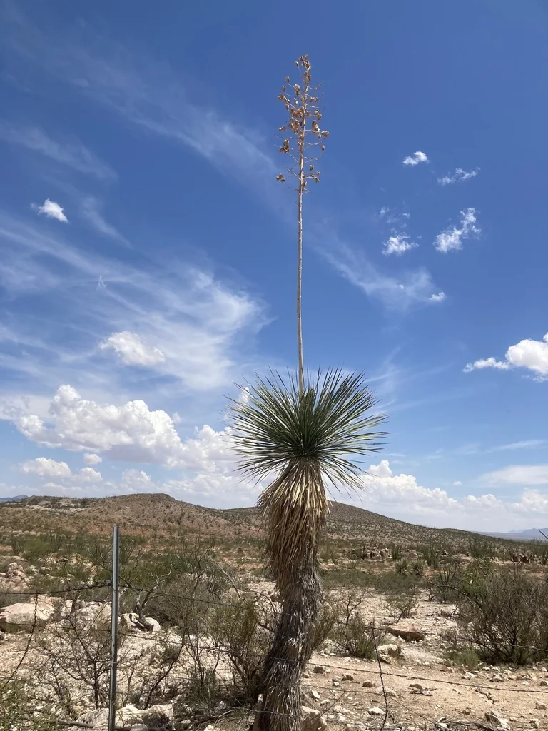 Yucca Elata