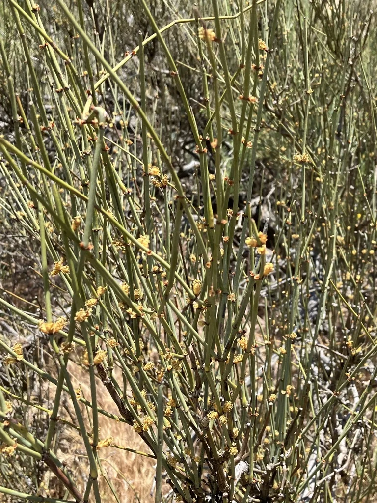 Ephedra Californica