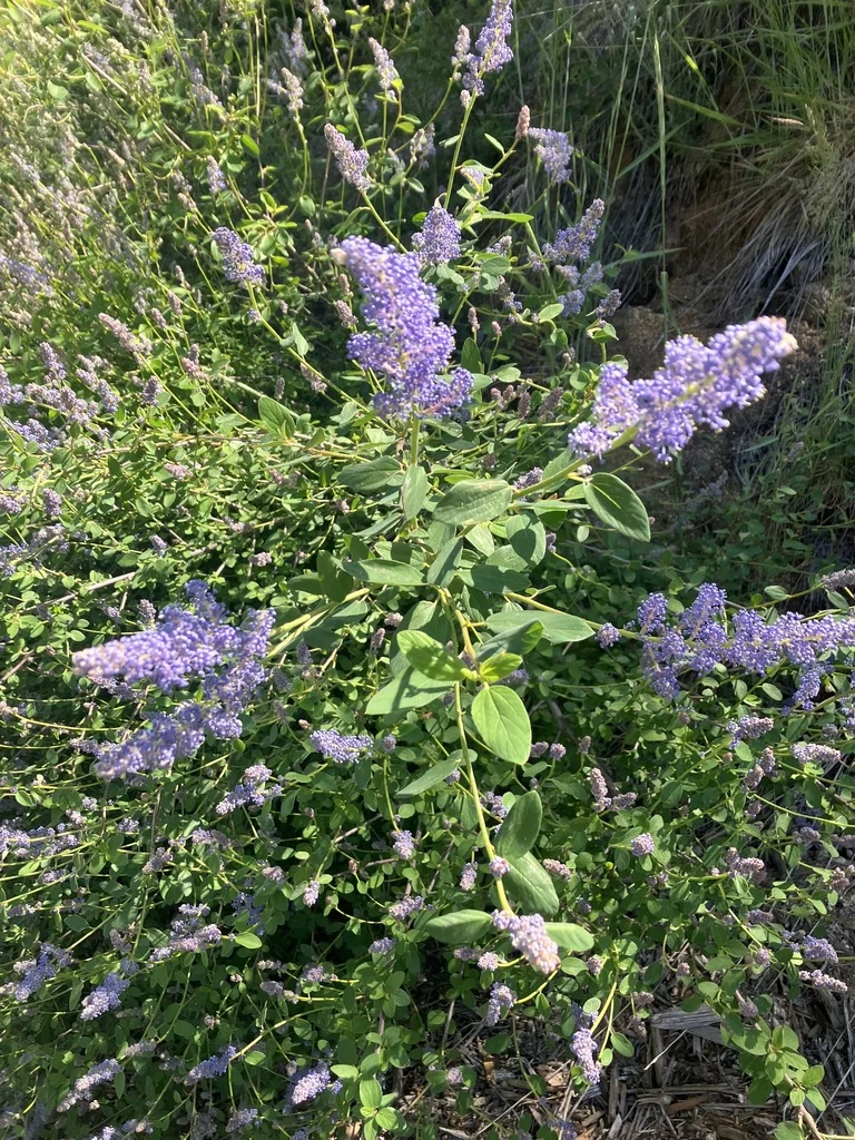 Ceanothus Integerrimus
