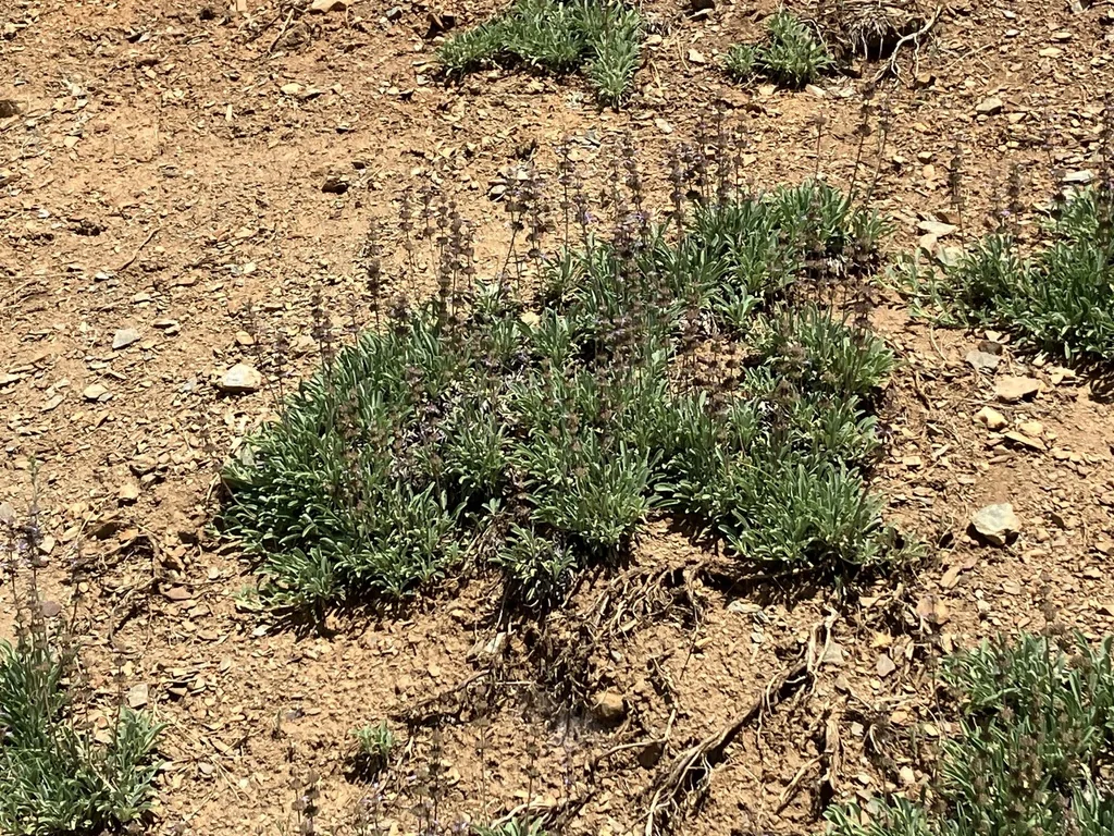 Salvia Sonomensis
