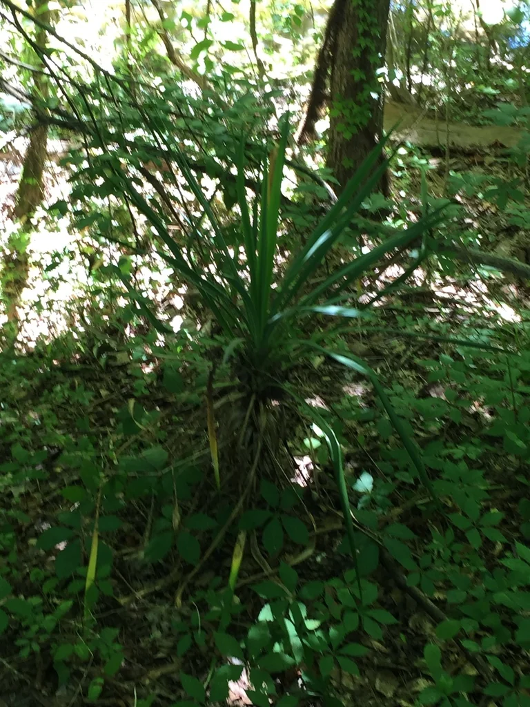 Yucca Recurvifolia