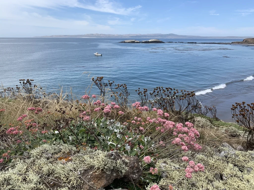 Eriogonum Grande V. Rubescens