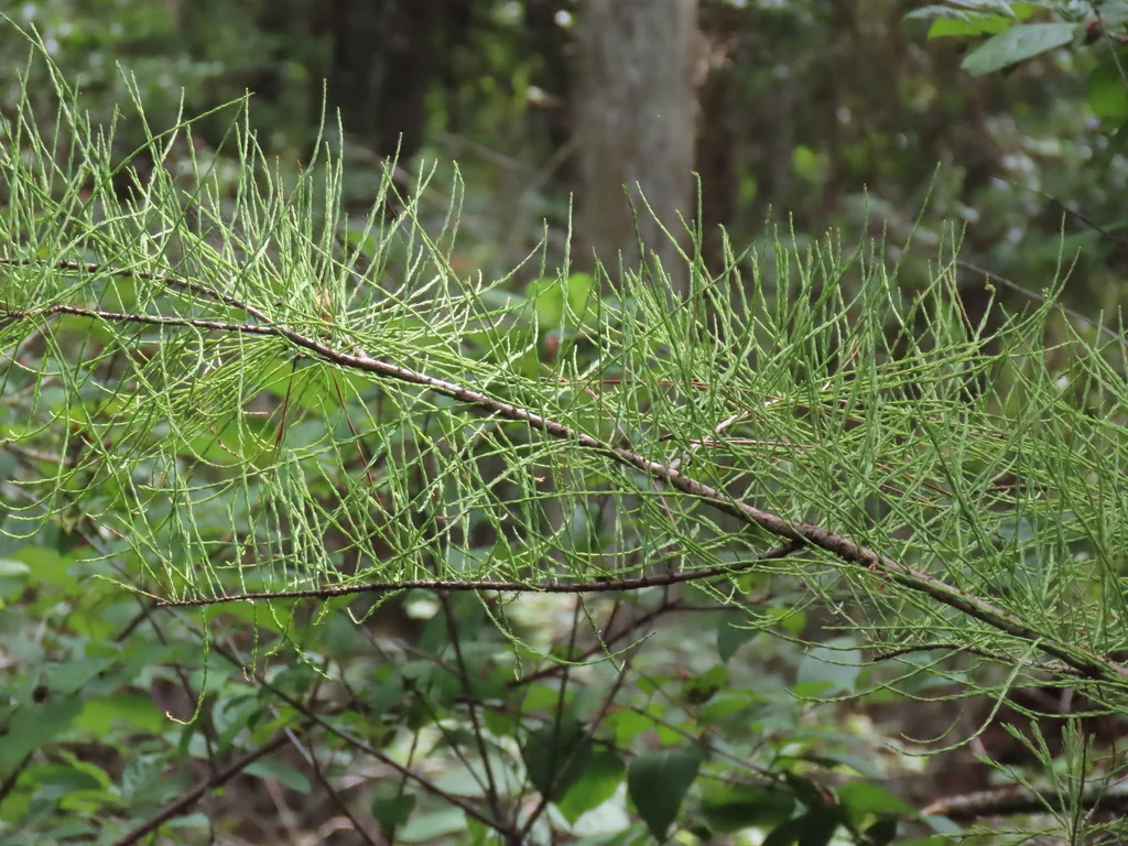 Taxodium Ascendens