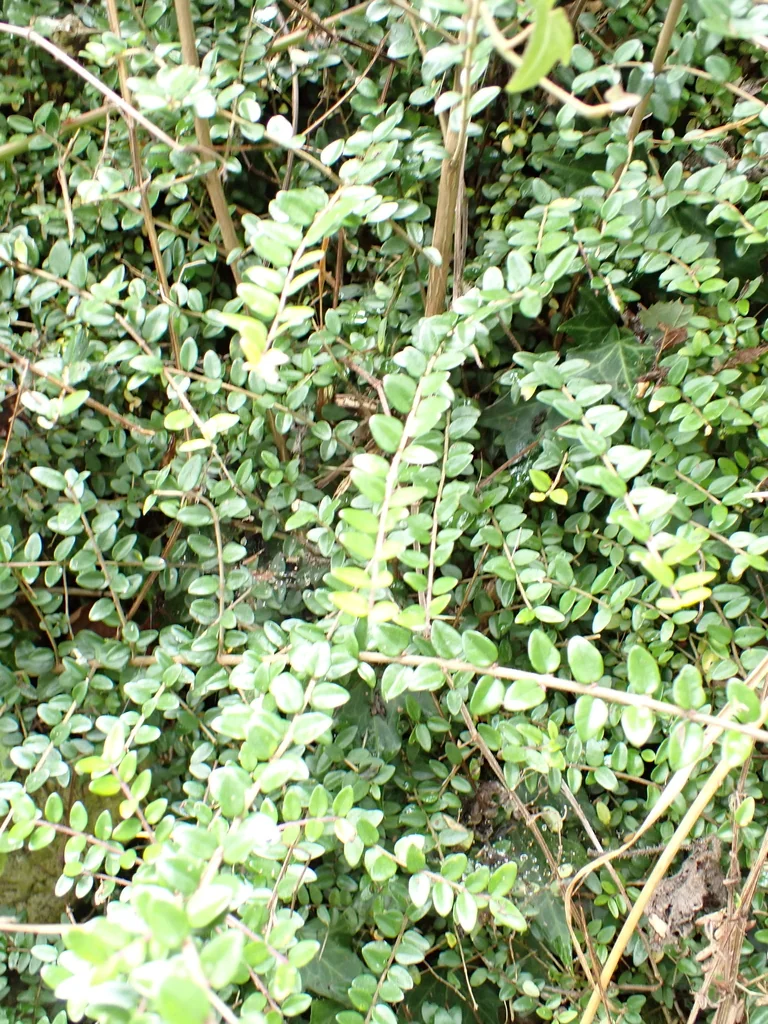 Lonicera Nitida