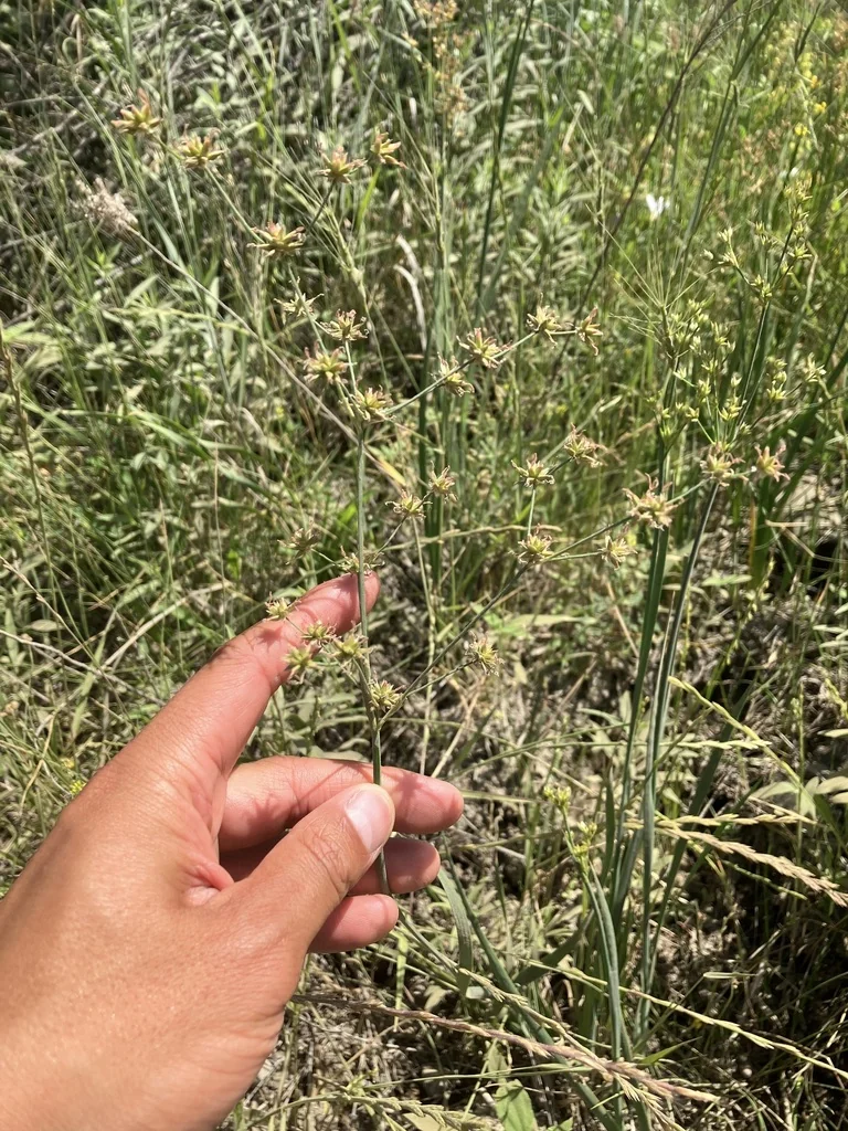 Juncus Xiphioides
