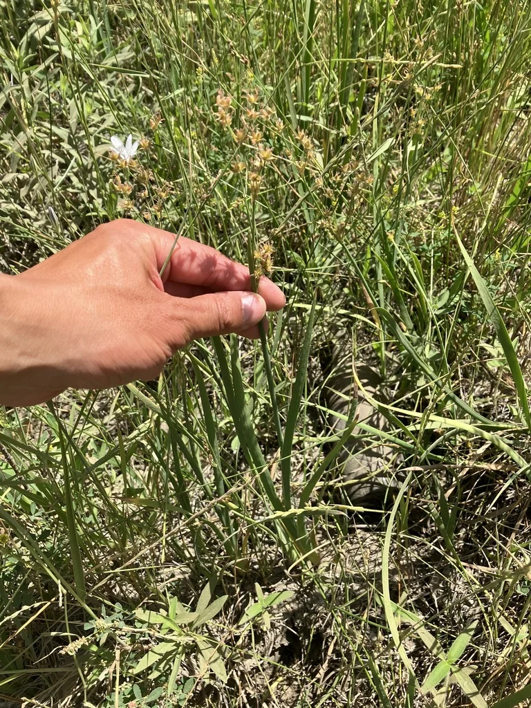 Juncus Xiphioides