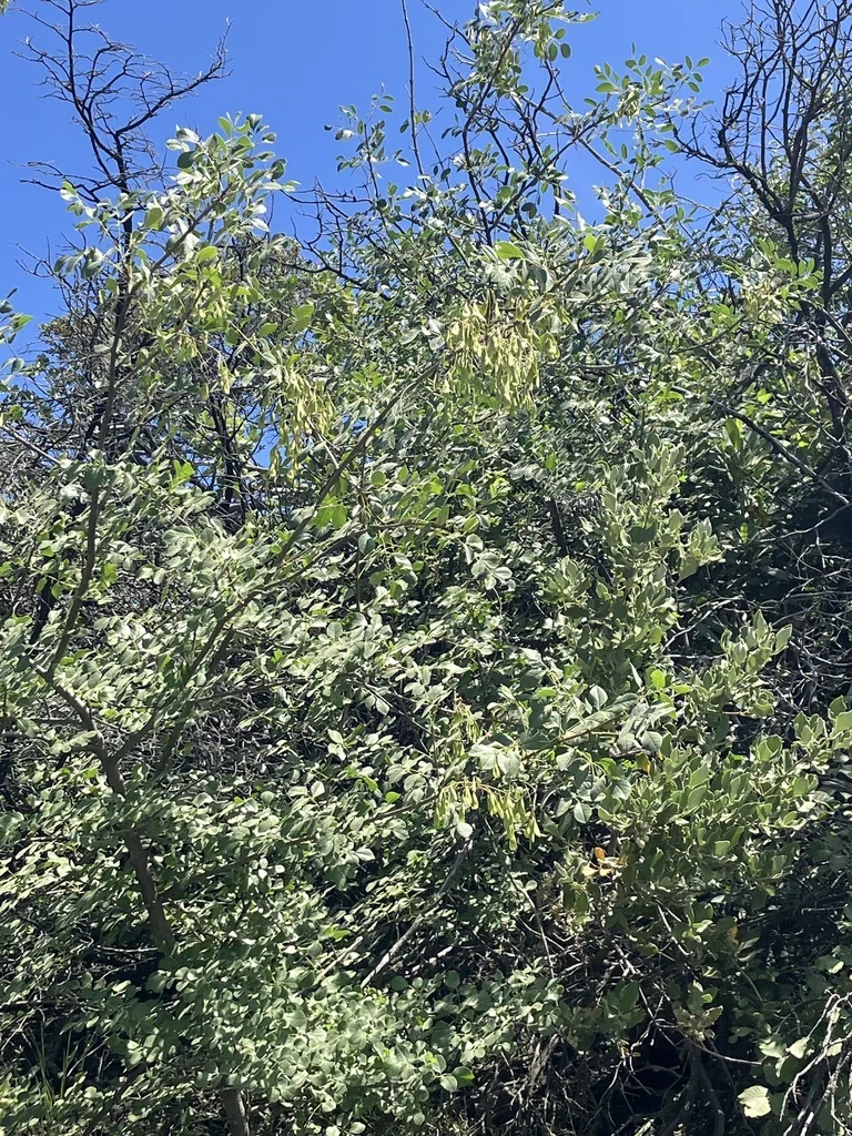 Fraxinus Dipetala