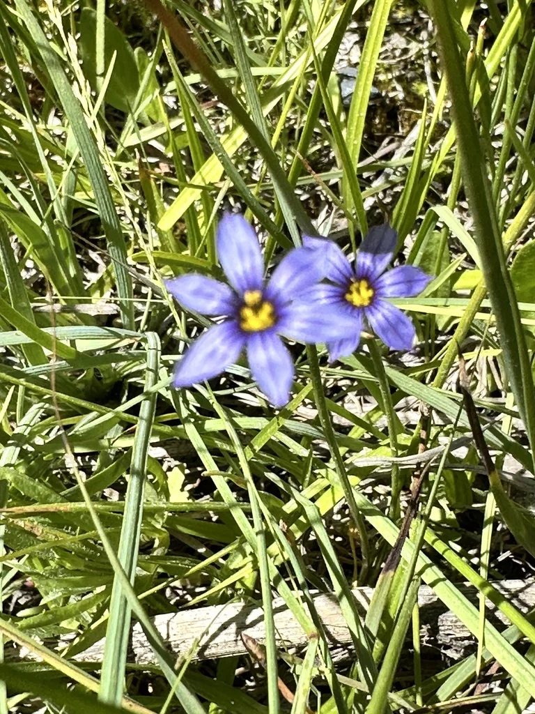 Sisyrinchium Idahoense
