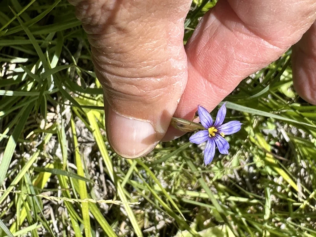 Sisyrinchium Idahoense