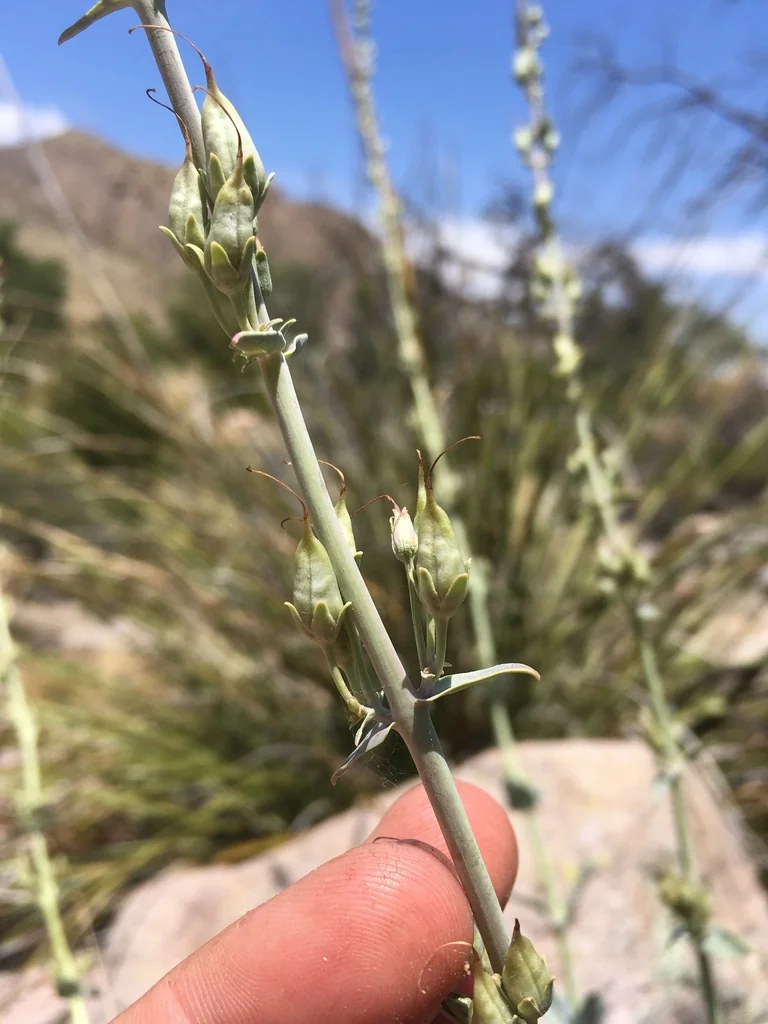 Penstemon Superbus